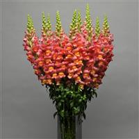 Maryland Orange Snapdragon