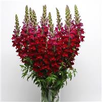 Maryland Red Snapdragon