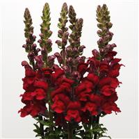 Maryland Red Snapdragon