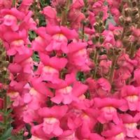 Maryland Rose Snapdragon