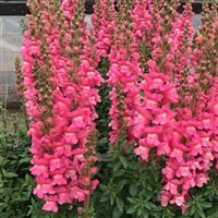 Maryland Rose Snapdragon