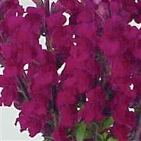 Maryland Royal Snapdragon