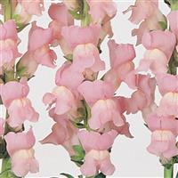 Maryland Shell Pink Snapdragon