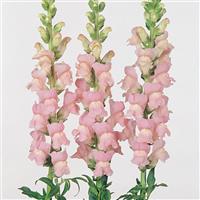 Maryland Shell Pink Snapdragon