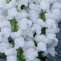 Maryland White Snapdragon