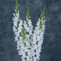 Maryland White Snapdragon