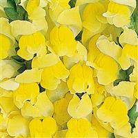 Maryland Bright Yellow Snapdragon