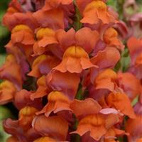 Maryland Dark Orange Snapdragon