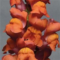 Monaco Orange Snapdragon