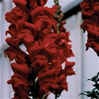 Monaco Red Snapdragon