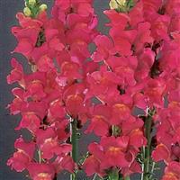 Monaco Rose Snapdragon