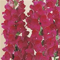 Monaco Violet Snapdragon