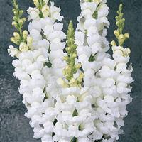 Monaco White Snapdragon