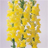 Monaco Yellow Snapdragon