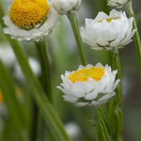 Grandiflorum Ammobium alatum