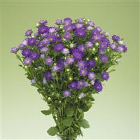 Nina Plus Blue Cut Flower Aster