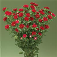 Nina Plus Scarlet Cut Flower Aster