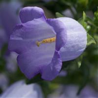 Champion Lavender Campanula