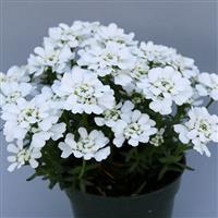 Iberis sempervirens Snowsation