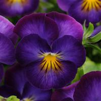 Viola Halo Violet