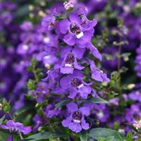 Serena<sup>®</sup> Blue Angelonia