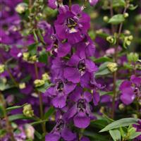 Serena<sup>®</sup> Purple Angelonia