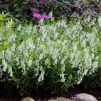 Serena<sup>®</sup> White Angelonia