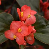 Dragon Wing<sup>®</sup> Red Bronze Leaf Begonia