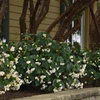 Dragon Wing<sup>®</sup> White Begonia