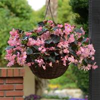 Megawatt™ Pink Bronze Leaf Begonia