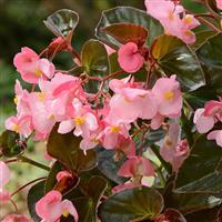 Megawatt™ Pink Bronze Leaf Begonia