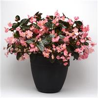 Megawatt™ Pink Bronze Leaf Begonia