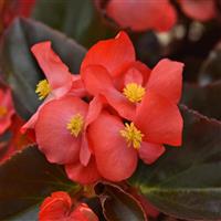 Megawatt™ Red Bronze Leaf Begonia