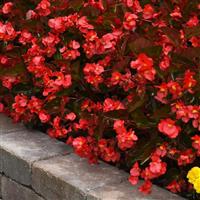 Megawatt™ Red Bronze Leaf Begonia