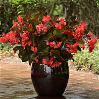 Megawatt™ Red Bronze Leaf Begonia