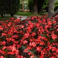 Megawatt™ Red Bronze Leaf Begonia