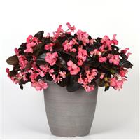 Megawatt™ Rose Bronze Leaf Begonia