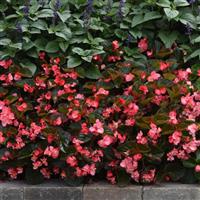 Megawatt™ Rose Bronze Leaf Begonia