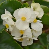 Megawatt™ White Green Leaf Begonia