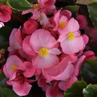 Megawatt™ Pink Green Leaf Begonia