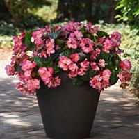 Megawatt™ Pink Green Leaf Begonia