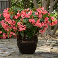 Megawatt™ Rose Green Leaf Begonia