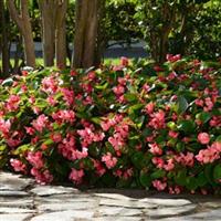 Megawatt™ Rose Green Leaf Begonia