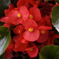 Megawatt™ Red Green Leaf Begonia