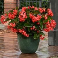 Megawatt™ Red Green Leaf Begonia