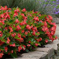 Megawatt™ Red Green Leaf Begonia