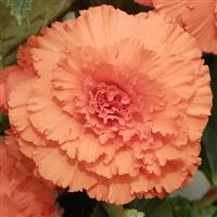 AmeriHybrid<sup>®</sup> Ruffled Apricot Tuberous Begonia