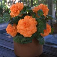 AmeriHybrid<sup>®</sup> Ruffled Apricot Tuberous Begonia