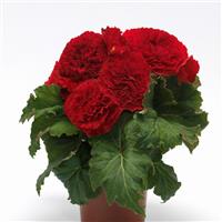 AmeriHybrid<sup>®</sup> Ruffled Red Tuberous Begonia