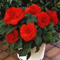 AmeriHybrid<sup>®</sup> Ruffled Scarlet Red Tuberous Begonia